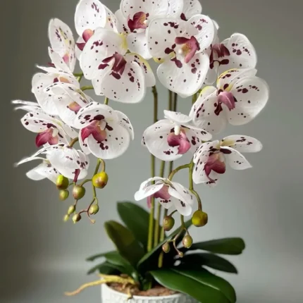 The enchanting orchid flower