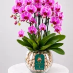 Purple Orchid Flower