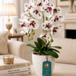 The Enchanting Orchid Flower
