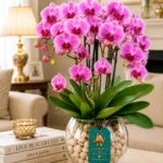 Pink Orchid