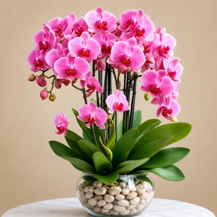 Pink Orchid