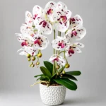 enchanting-flower