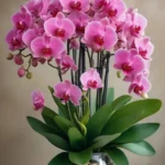 Pink orchid