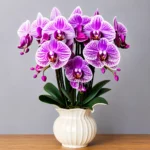 Purple Orchid Flower