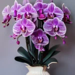 purple orchid flower