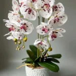 The enchanting orchid flower