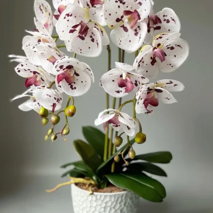The enchanting orchid flower